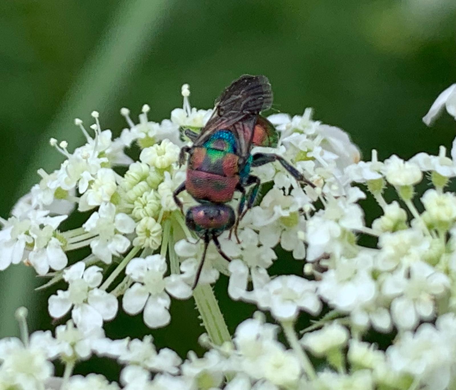 Chrysididae da det.: Hedychrum rutilans